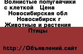 Волнистые попугайчики с клеткой › Цена ­ 2 000 - Новосибирская обл., Новосибирск г. Животные и растения » Птицы   